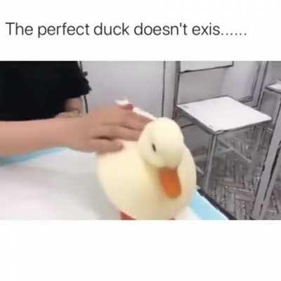 The most perfect duck