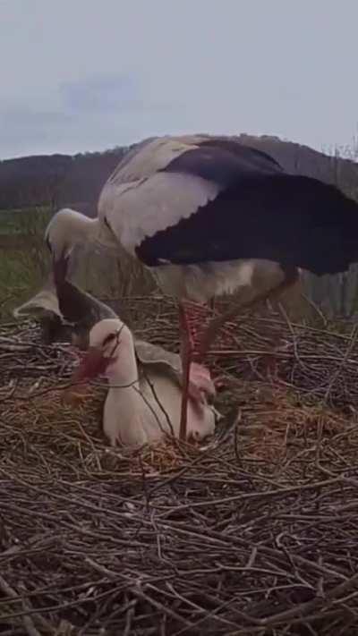 🔥Stork brings a blanket for the female to keep her and the eggs warm in the morning..