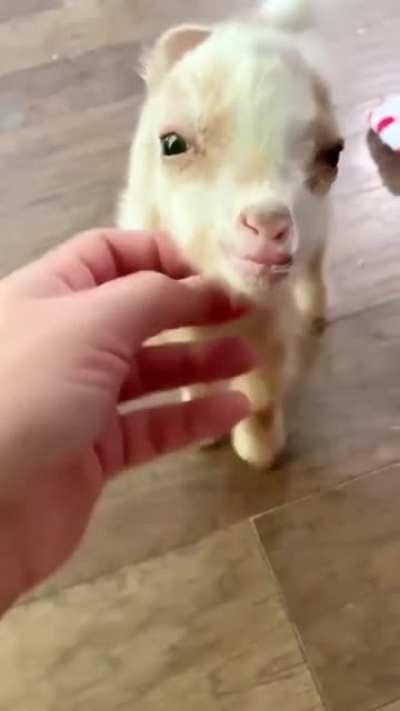 Cute Little Baby Goat...look at his little tail...