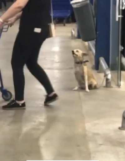 Dog says goodbye to everyone who leaves the store