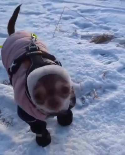 A seal pup on the snow