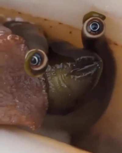The eyes of this conch