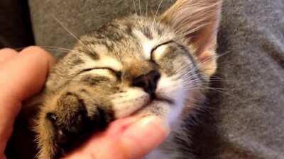 A tiny & yet loud purr engine.