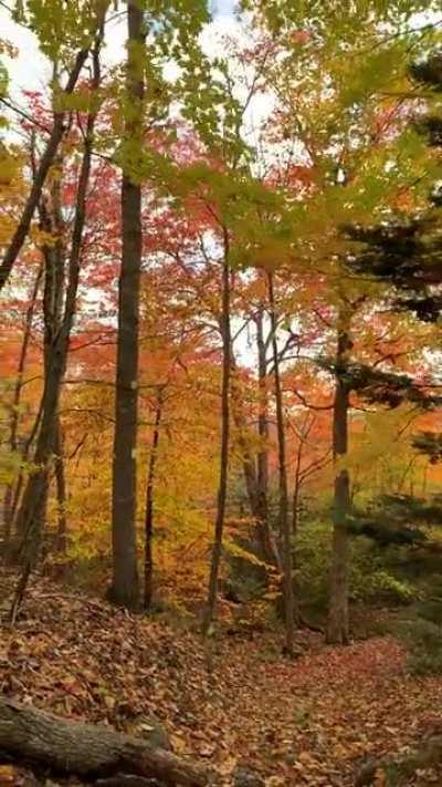 Who is excited for fall? 🍁🍂🙋🏼‍♀️