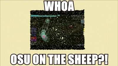 WHOA OSU ON THE SHEEP?! HOW DOES HE DO IT?