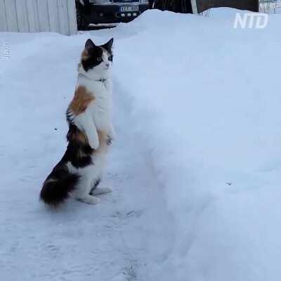 A cat confused by the white stuff