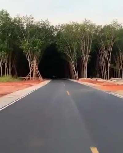 Tree tunnel in Thailand