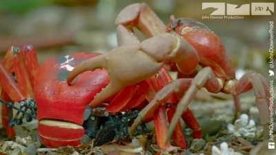 The Journey of the Spy Crab