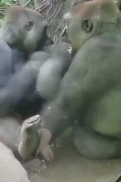 Походу Дарвин был прав...