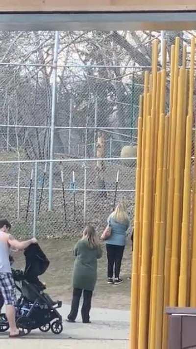 A Canadian goose has made its way into the Tiger enclosure.