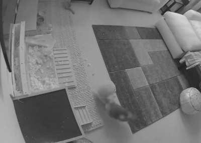 30-Day update on my previously paralysed bunny! Rehab details in comments