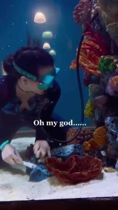 OMG! A career as an Octopus companion! #goals