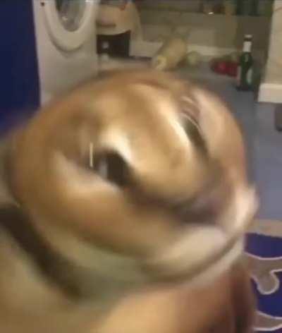 Big Floppa banging to some eurodance song.