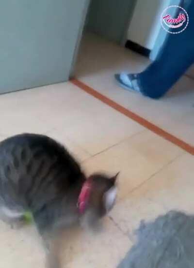 Cat playing with a ball while the dog looks on