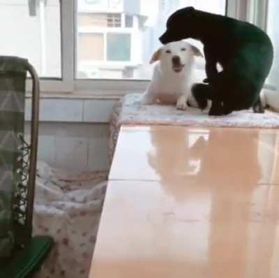 Mom was exhausted from taking care of the pups so dad brought her a snack