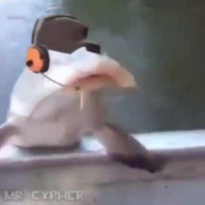 Scout fish, who will he bonk?