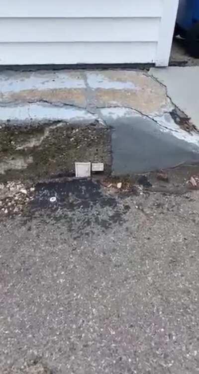 Found in alleyway in Minneapolis