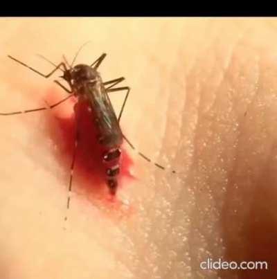 Mosquito explodes after drinking to much blood