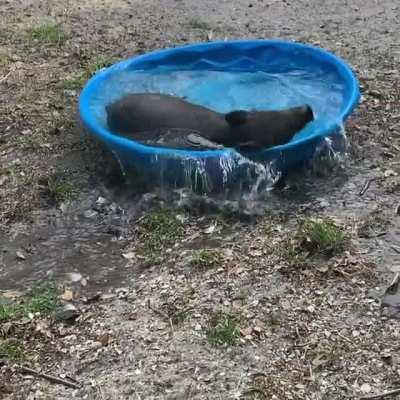 New rescue, Ruth, is making the most of her first day out of quarantine at Yesahcan Sanctuary