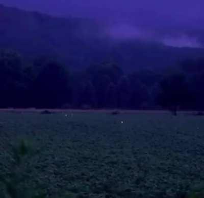 🔥 Field of fireflies 🔥