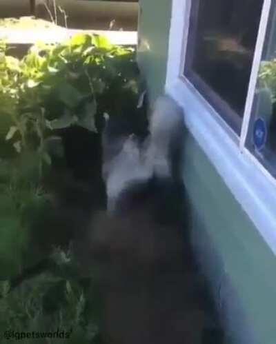 Husky doesn’t want a bath