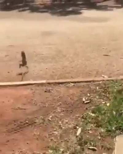 Bearded Dragon running away derpily (set to Super Mario 64 music)