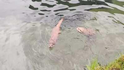 Lenny and Liv having fun