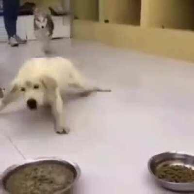 What's wrong with that dog