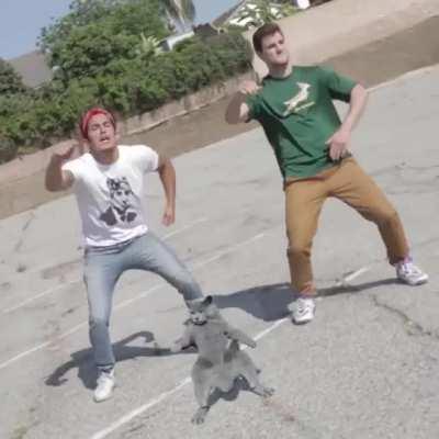 cat vibing to jpegmafia