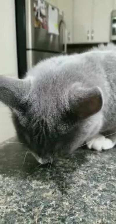 Watch my cat die inside when I call him the wrong name