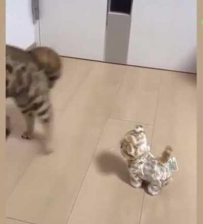 Crabbing harder than I’ve ever seen a cat crab