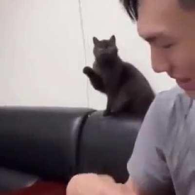 if you need someone to entertain your human, hire this cat