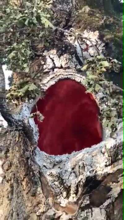 A fire burning inside of a tree without the outside on fire