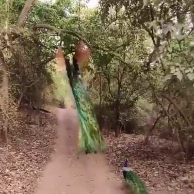 A Peacock Taking Off