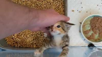 River is desperate for intense scritches