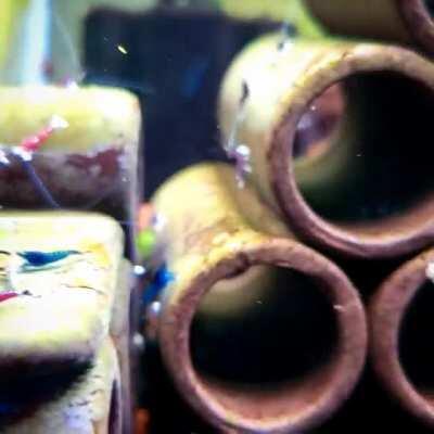 Shrimp tippytaps. So cute!