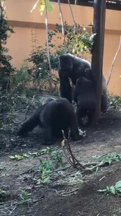 A female gorilla in estrus (Heat) trying to seduce her mate