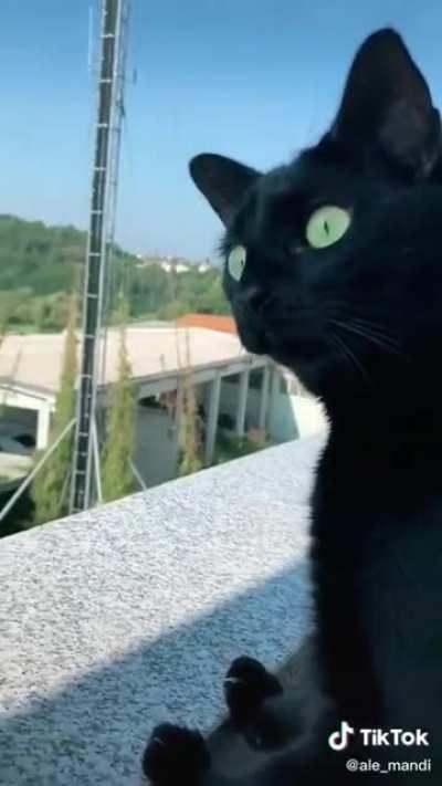 The look on this cat's face is pretty much my reaction to everything happening recently.