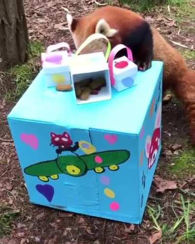 Panda is excited about the present <3 <3 <3