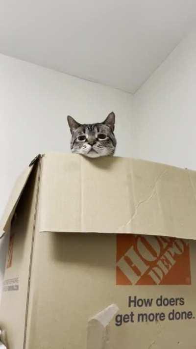 Chonky Lady scales a mountain!