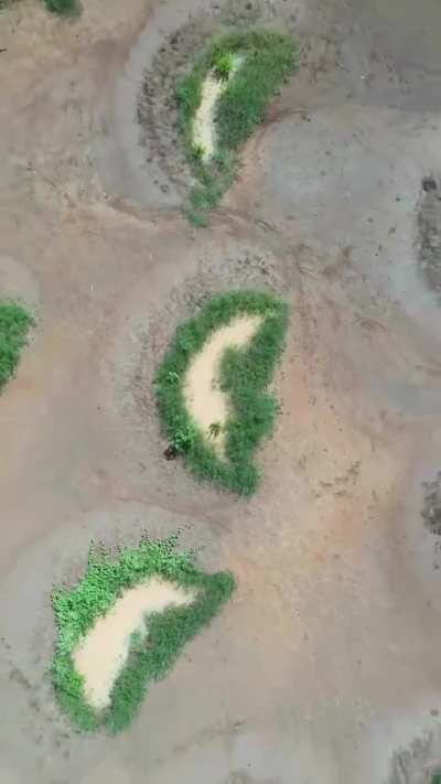 By digging simple crescent-shaped pits to hold rain, locals in Tanzania are turning the desert green