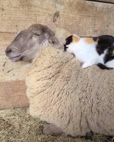 Cat gives sheep a massage