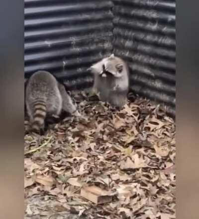 Trashpanda Duel