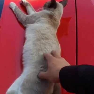 Cat sleeping on a sports car gets startled by a hooman