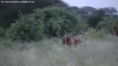 Baby elephants can get the zoomies too
