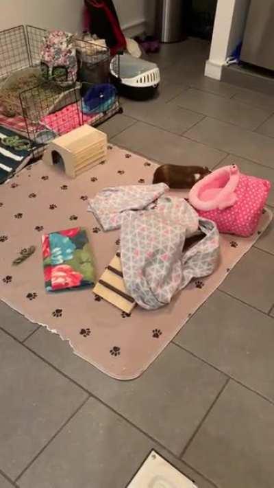 Juniper, our new rescue pig, is happy to no longer be living in a hamster cage 🙂