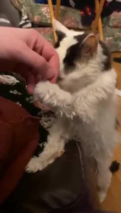 That cat is 29 years old...