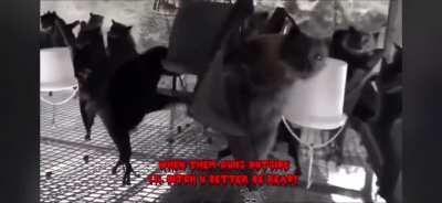 The boys psyched up to ruin 2020