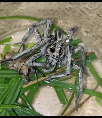 Soaked little guy grooming himself and drinking the water off his body [info in comments]