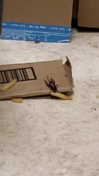 Cricket in my basement eating a stray mcdonalds French fry